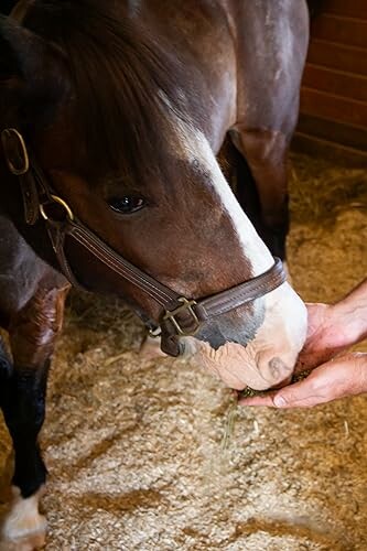 Image of horse eating from a person's hand in a stable