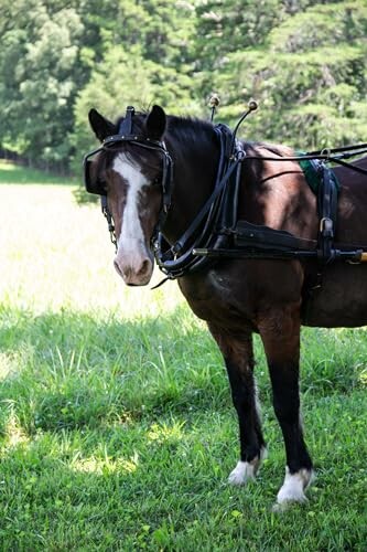 Horse grazing in pasture with organic grains message.