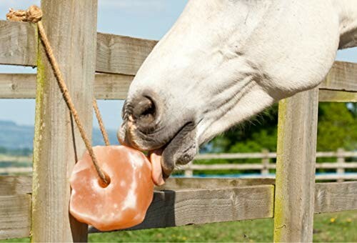 Horse licking a salt block on a wooden fence