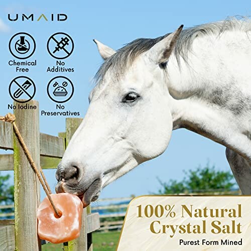 Horse licking a natural crystal salt block hanging from a fence