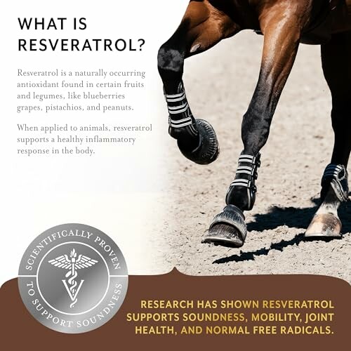 Horse with information on resveratrol benefits for health and mobility.